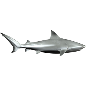 Shark PNG-18815